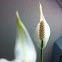 Peace Lily