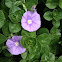 Ground Morning Glory