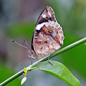 Dark Blue Pansy