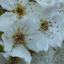 Bradford pear tree