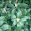Pachysandra