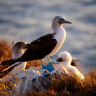 Blue-footed booby