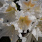 Rhododendron