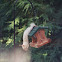 Albino Squirell
