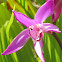 Bletilla Striata