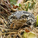 Common toad