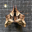 Hawk moth