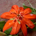 Passion fruit flower