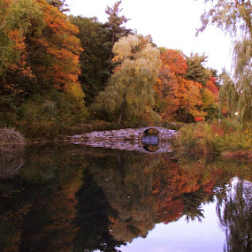 by Mauricio Alas - Landscape & Nature Forests