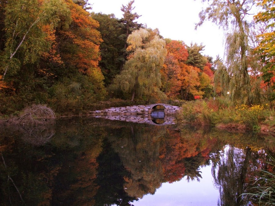 by Mauricio Alas - Landscape & Nature Forests