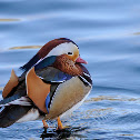 Mandarina duck (male)