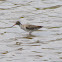 Spotted redshank