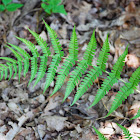 Marginal Woodfern