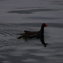 Common Moorhen