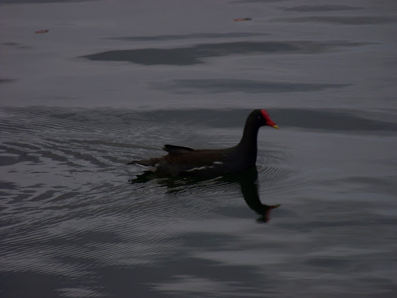 Spotting Image 1