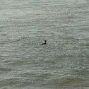 Grebe