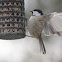 Coal Tit