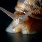 Garden snail