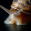 Garden snail