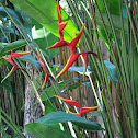 Bird of Paradise