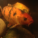 Koi