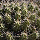strawberry cactus or Pitaya