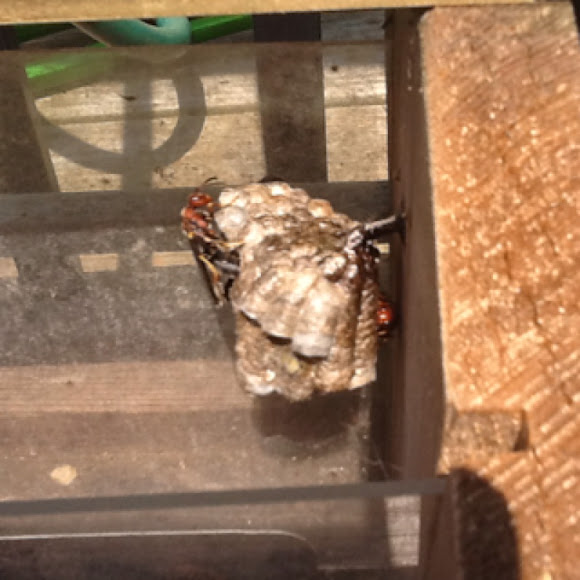 Spotting Image 1