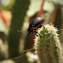 Chrysolina sanguinolenta