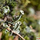 Cup Lichen