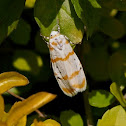 Footman moth