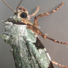 Green Leuconycta (Green Variant)