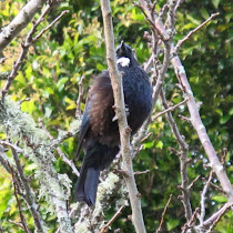 Biodiversity of North Island, New Zealand