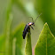 Black Firefly