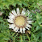 Silver Thistle