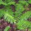 Cinnamon Fern