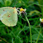 Mottled Emigrant