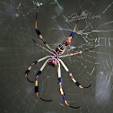 Banana Spider