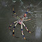Banana Spider
