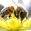Abeja 