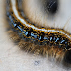 Eastern Tent Caterpillar