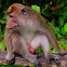 mongkey