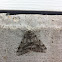 Peppered Moth