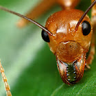 Weaver Ant