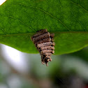 case moth / bagworm