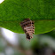 casemoth