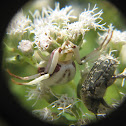 Whitebanded Crab Spider