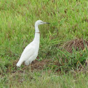 Little Blue Heron (immature)