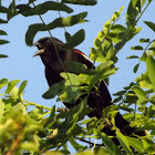 Red-winged Blackbird