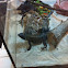 Chuckwalla