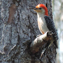 Red-bellied Woodpecker